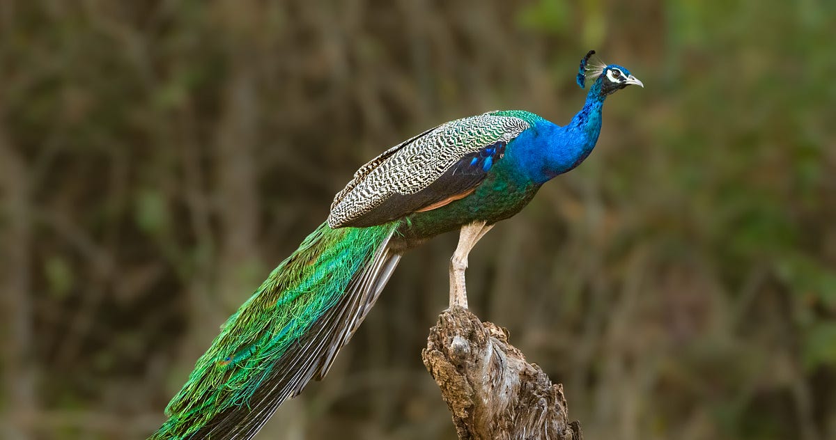Indian Peafowl