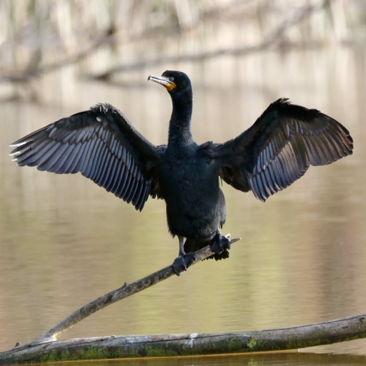 Leucistic Cormorant