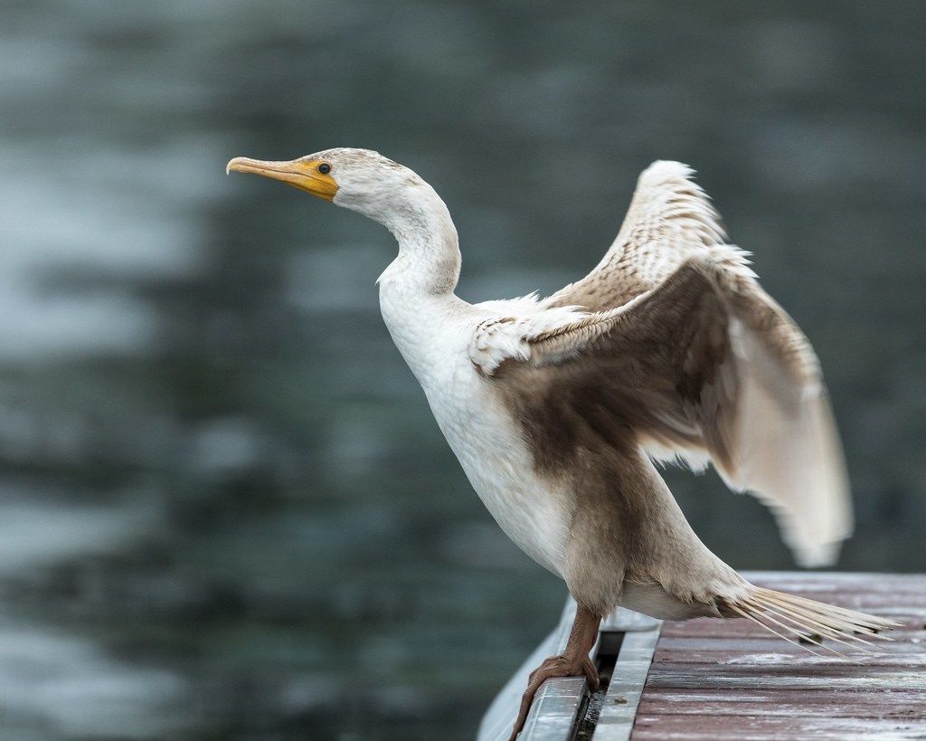 Leucistic Cormorant