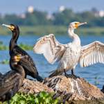 Leucistic Cormorant