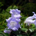 Neelakurinji Bloom