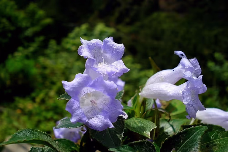 Neelakurinji Bloom