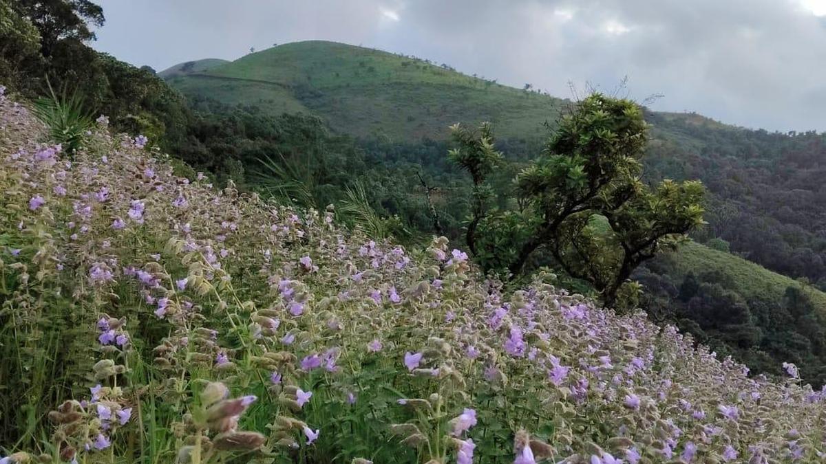 Neelakurinji Bloom