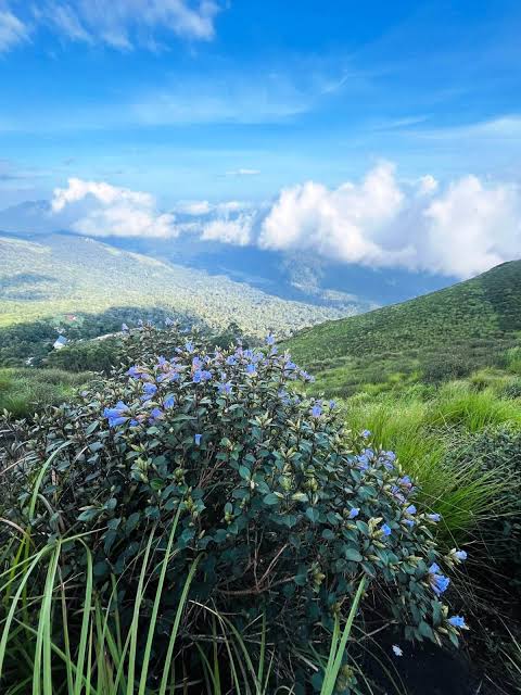 Neelakurinji Bloom