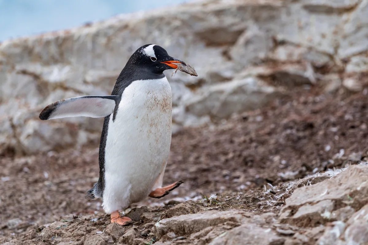 New Penguin Species