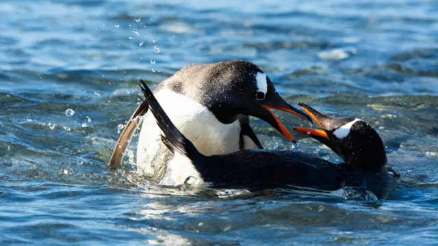 New Penguin Species