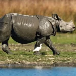 Rhino Population