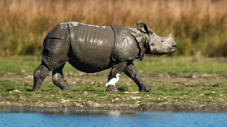 Rhino Population