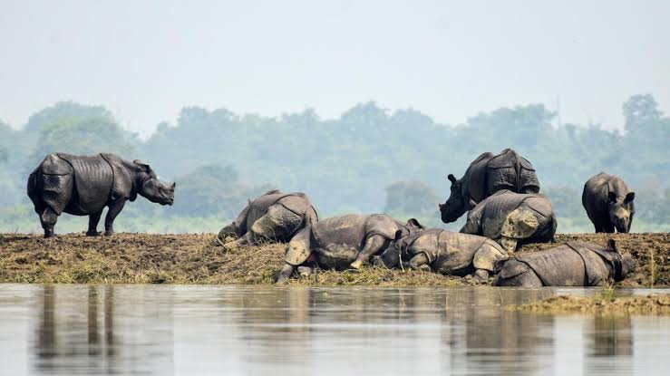 Rhino Population: Assam Records 3,260 Swachhata Hi Seva Rhino Population
