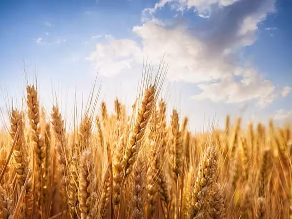 Foodgrain Production Target
