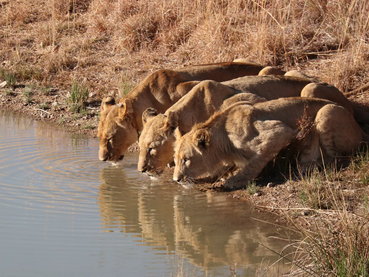 Barda Lions