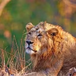 Barda Lions