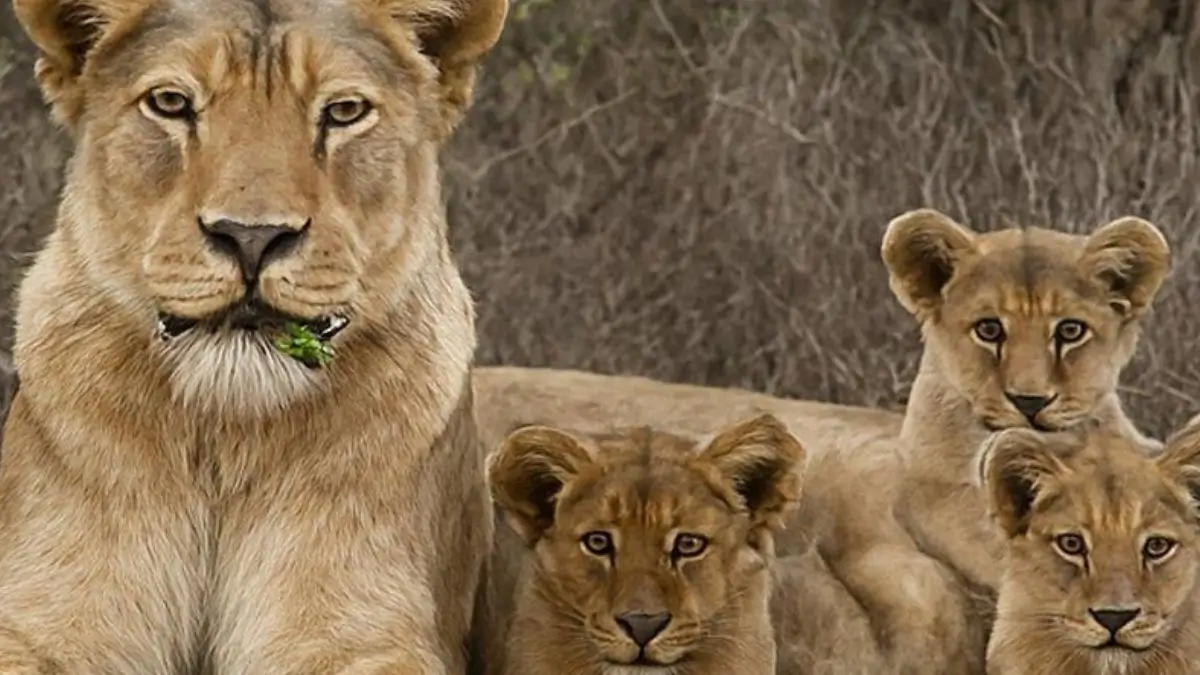 Barda Lions
