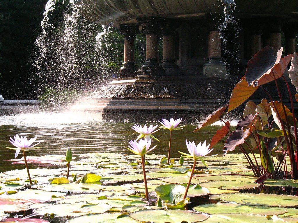 Giant Waterlily