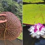 Giant Waterlily: New Species Found in Colombia Giant Waterlily Giant Waterlily