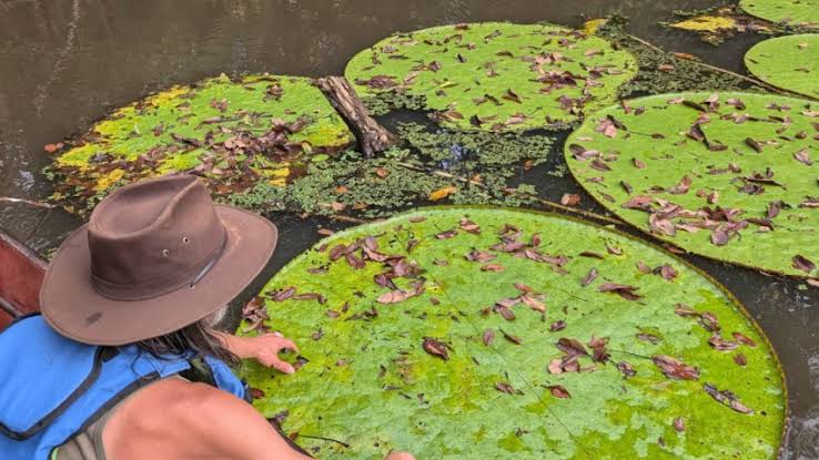 Giant Waterlily