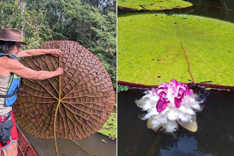 Giant Waterlily