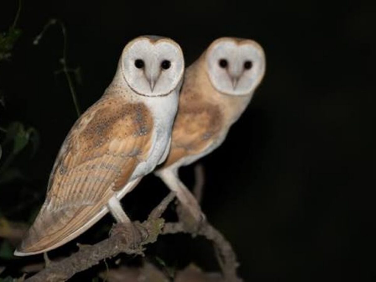 Guwahati Owls: 8 Species Recorded Khelo India Sports Goods Scheme Guwahati Owls