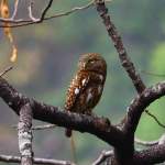 Guwahati Owls: 8 Species Recorded Guwahati Owls Guwahati Owls