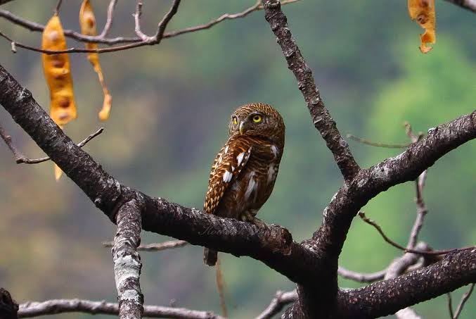Guwahati Owls