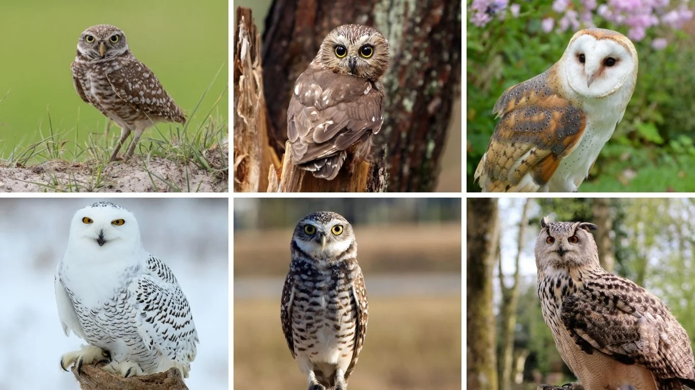 Guwahati Owls: 8 Species Recorded Khelo India Sports Goods Scheme Guwahati Owls