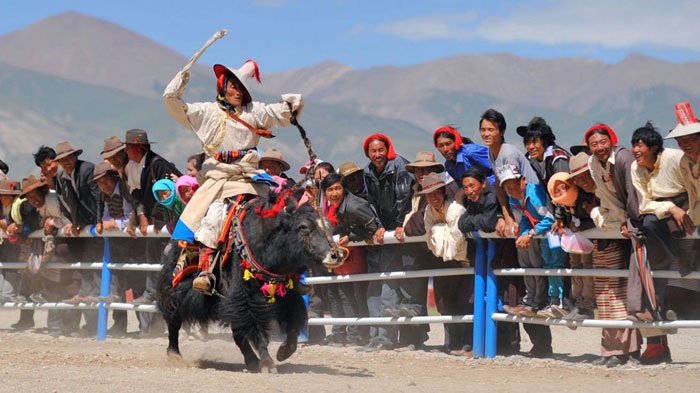Himalayan Yak Festival