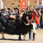 Himalayan Yak Festival in Sikkim Guwahati Owls Himalayan Yak Festival
