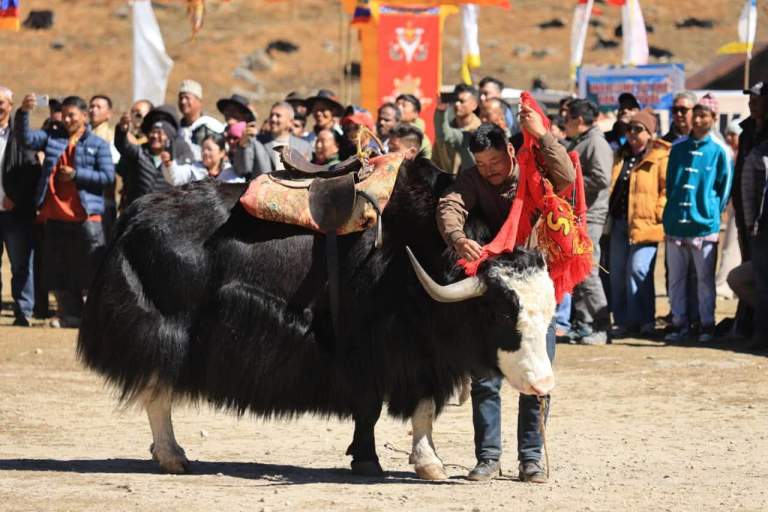 Himalayan Yak Festival
