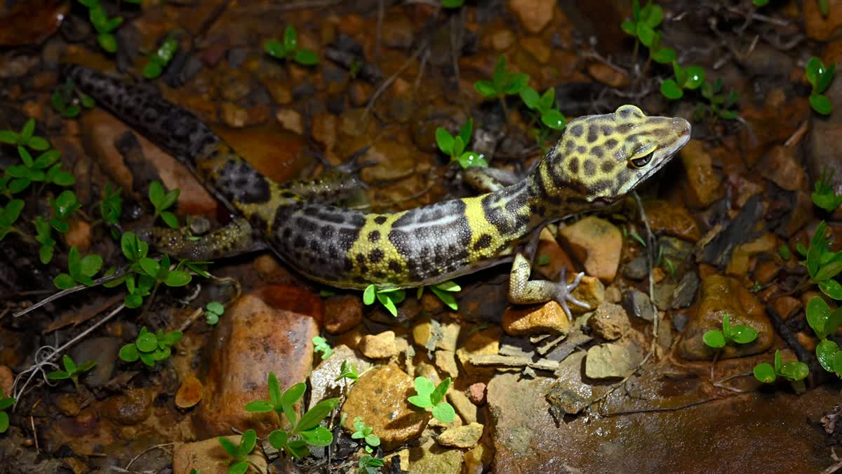 Jeypore Gecko