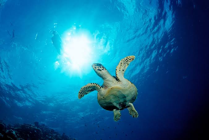 Living Planet Report 2026