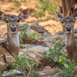 Maharashtra Wildlife Reserves