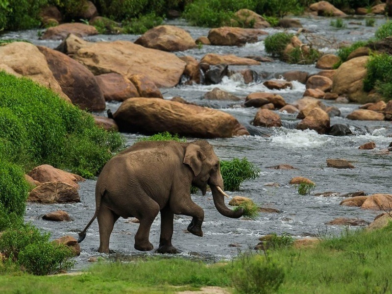 Maharashtra Wildlife Reserves