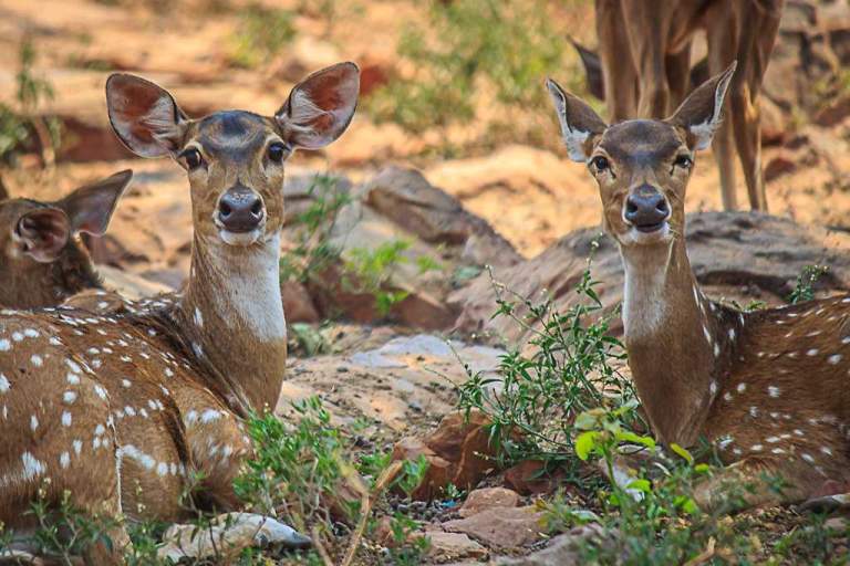 Maharashtra Wildlife Reserves