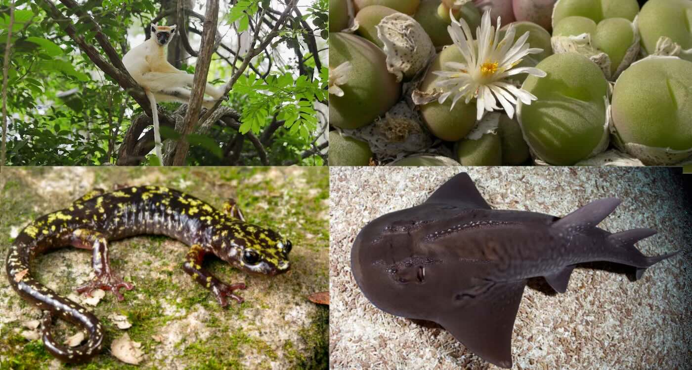 Phoenix Species Project