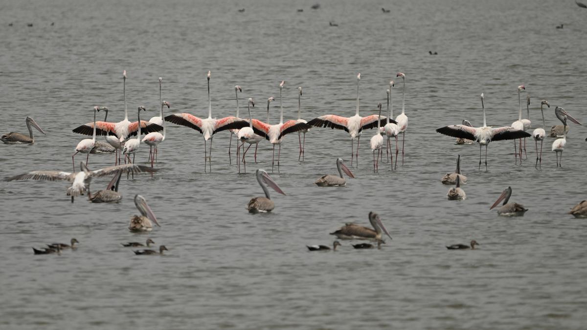 Veeranam Flamingos