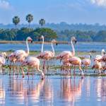 Veeranam Flamingos