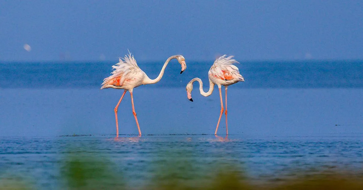 Veeranam Flamingos